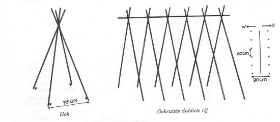 teelt tips voor sperzieboon