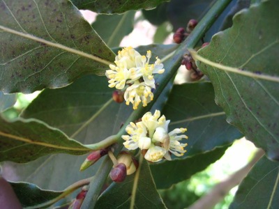 laurierbloemen