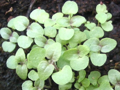 Kiemplantjes van oregano