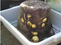 Aardappels doen het goed in een emmer. Uit nieuwsbrief levenvanhetland juli 2010