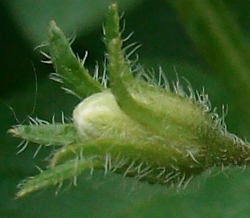 Bloemknop, ras eersteling