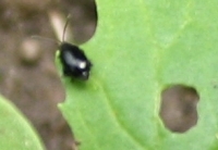 Aardvlo