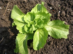 jonge andijvie plant