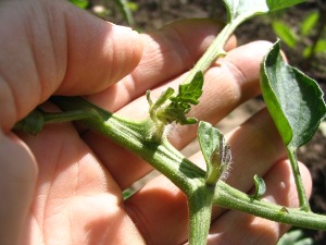 uitlopers op een tomatenblad
