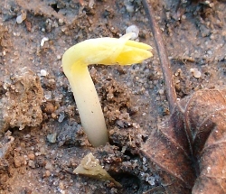 Kiemplant tuinboon
