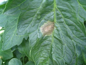 Phytophthora infestans in tomaat (blad)