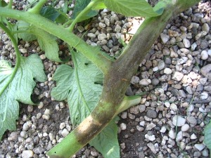 Phytophthora infestans in tomaat (stengel)