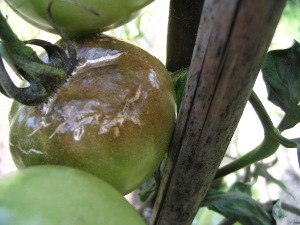 Phytophthora infestans in tomaat (vrucht)