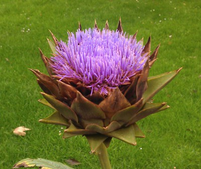 artisjok bloem