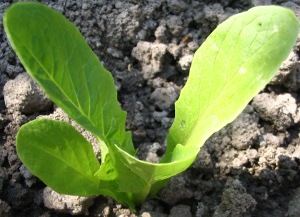Jonge bindsla plant, 1 maand na zaai.