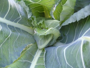 Bloemkoolplant op 30 mei - de kool begint zicht te ontwikkelen.