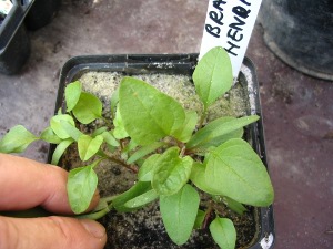 Eerste jaar, jonge planten van brave hendrik.