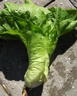 Groenlof Zuckerhut