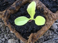 kiemplant ijsbergsla