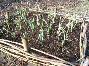 Het knoflookveldje aan het einde van de winter (1 maart).