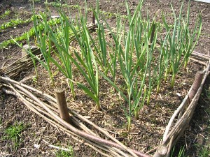Het knoflookveldje op half april.