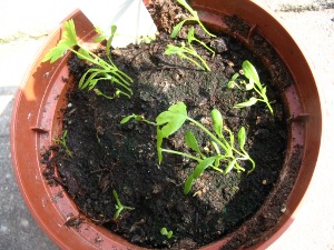 Knolselderij plantjes op een maand na zaai.
