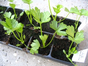 Knolselderij plantjes op 8 mei. De groei zit er goed in.