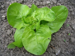 Sla plant (meikoningin) op 2 mei.