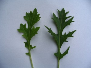 mizuna blad