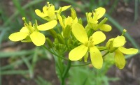 mizuna bloem