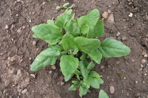 Planten van nieuw-zeelandse spinazie op 6 weken na zaai.