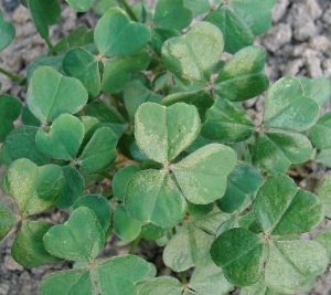 Oca blad