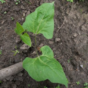 Pronkboon kiemplant