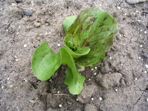 Jonge radiccio plant op 5 weken na zaai.