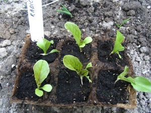 Jonge radiccio planten in turfpotjes.