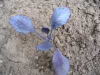 Rode kool kort na planten.