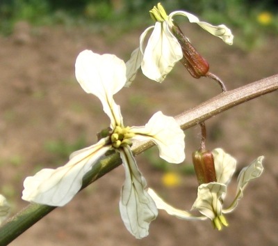 Rucola bloemen