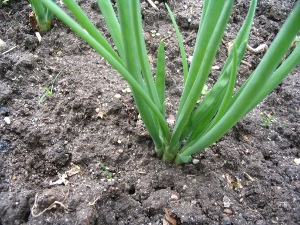 jonge sjalot plant