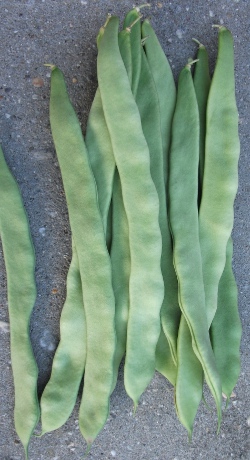 Snijboon