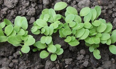 Kiemplanten snijsla