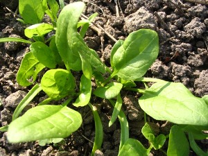 halfwas spinazie planten, 15 april