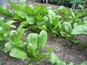 spinazie planten, 2 mei