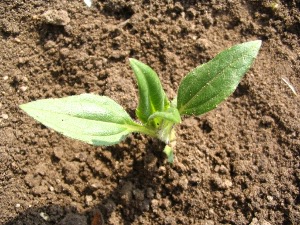 Topinamboer jonge plant