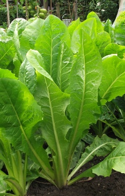 Volwassen planten