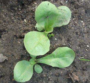 Jonge planten lijken op paardebloem.