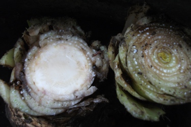 Links: Aiiii, veel te ver afgesneden. Rechts: juist afgesneden.